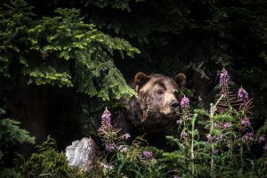 l'orsa Jj4 e l'innaturale animalismo di massa